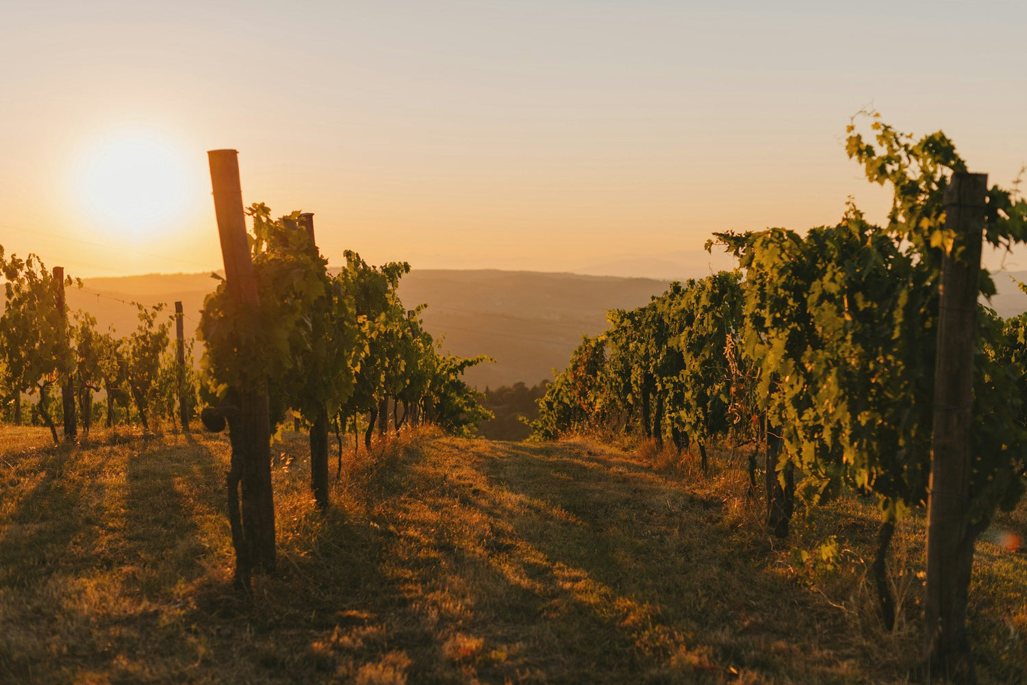 Wines