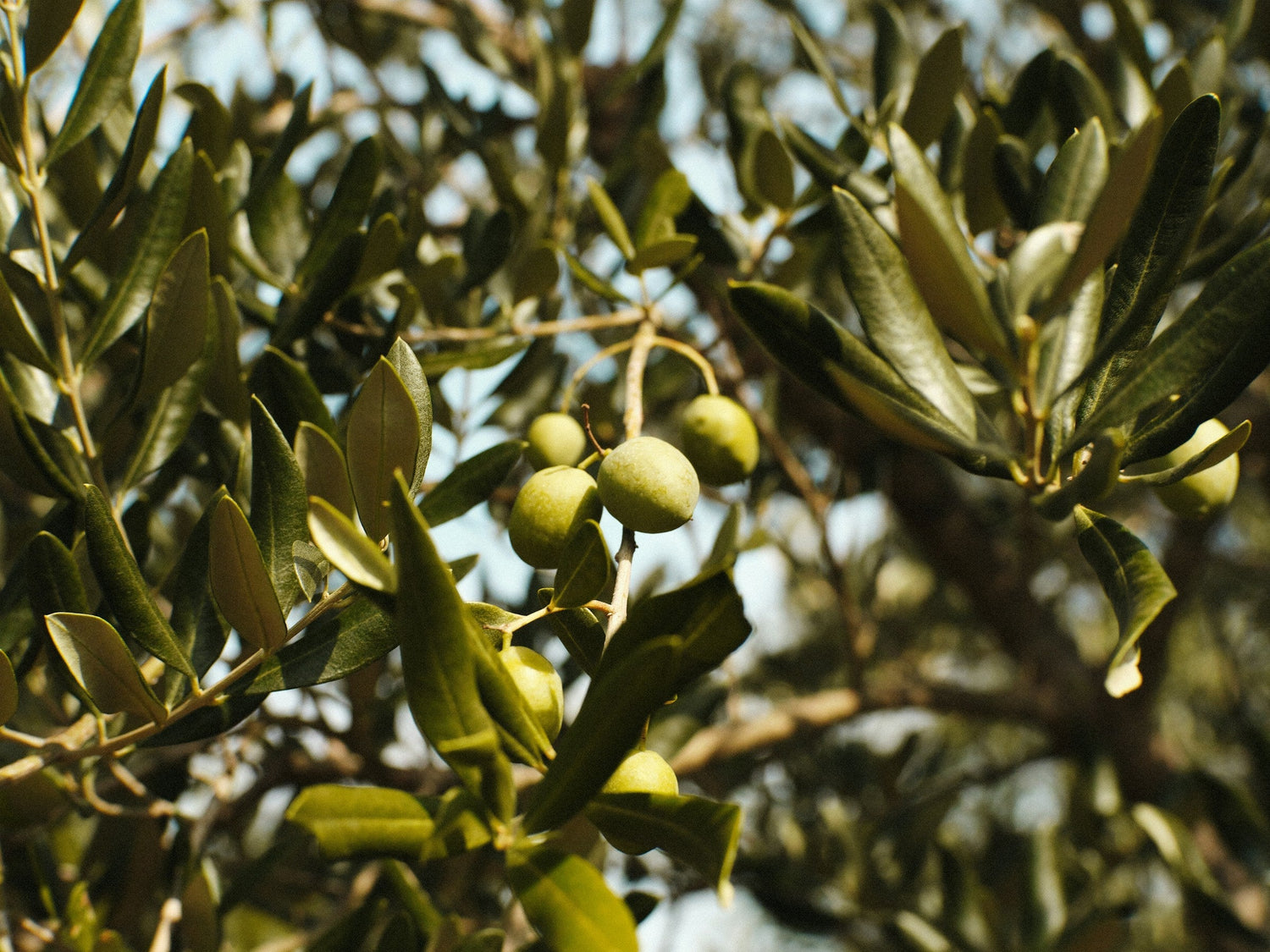 Extra Virgin Olive Oil