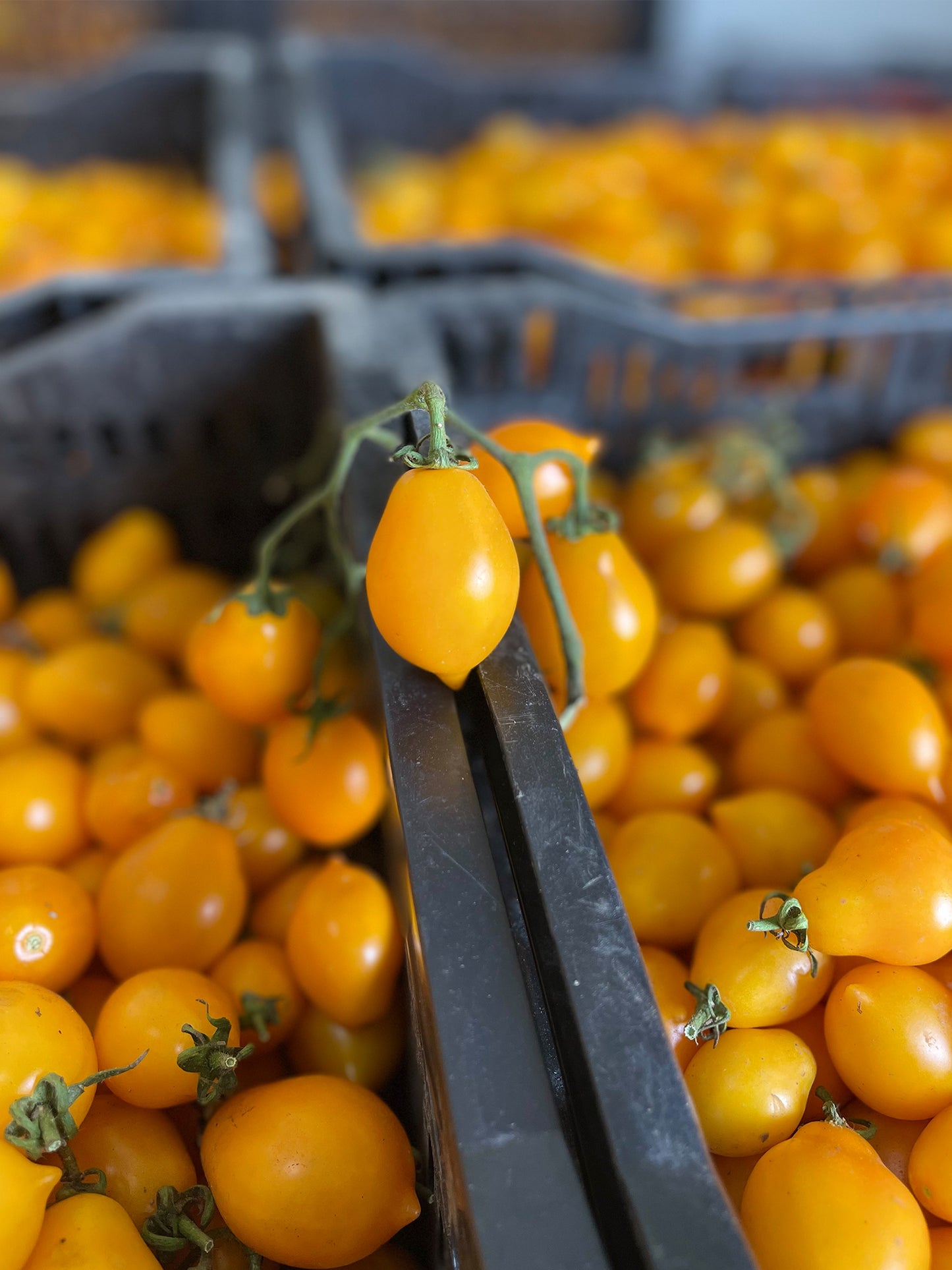 Yellow Little Corbara Tomato del Pizzo - Sliced in Fillet
