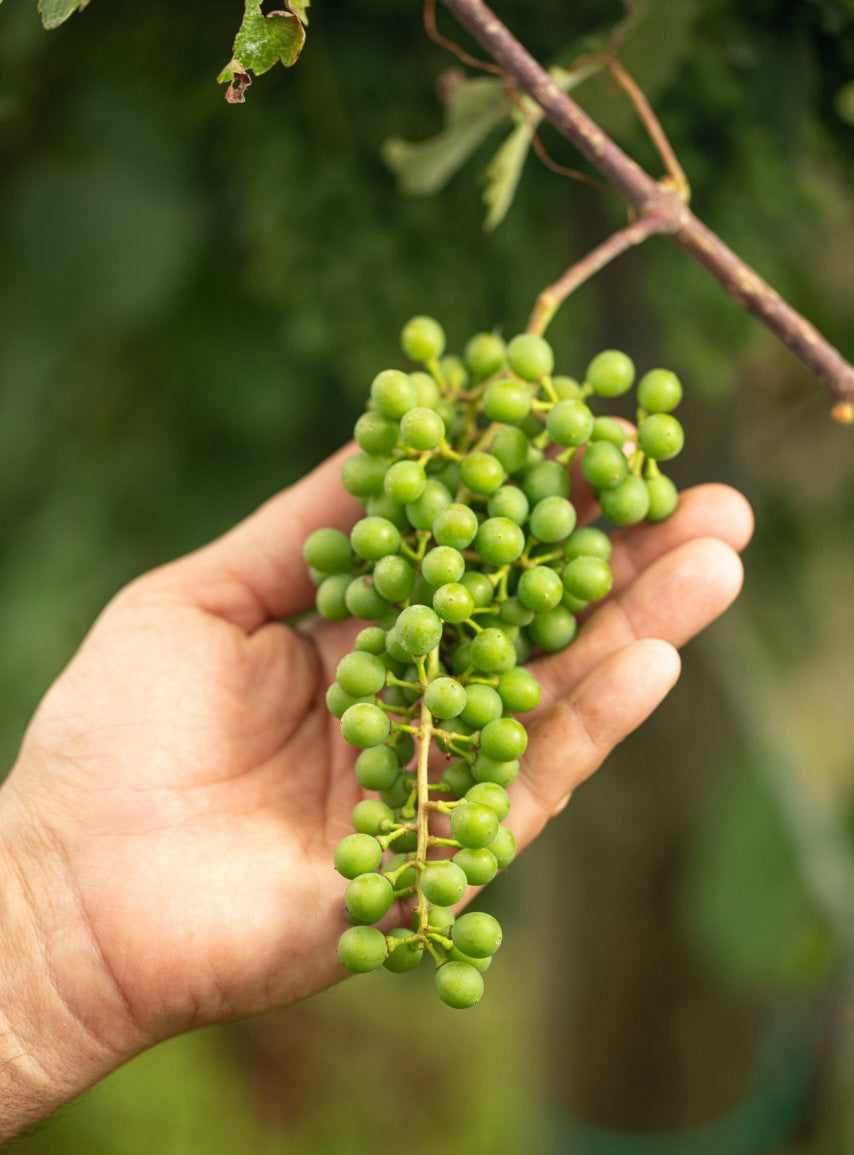 Sustainability Image
