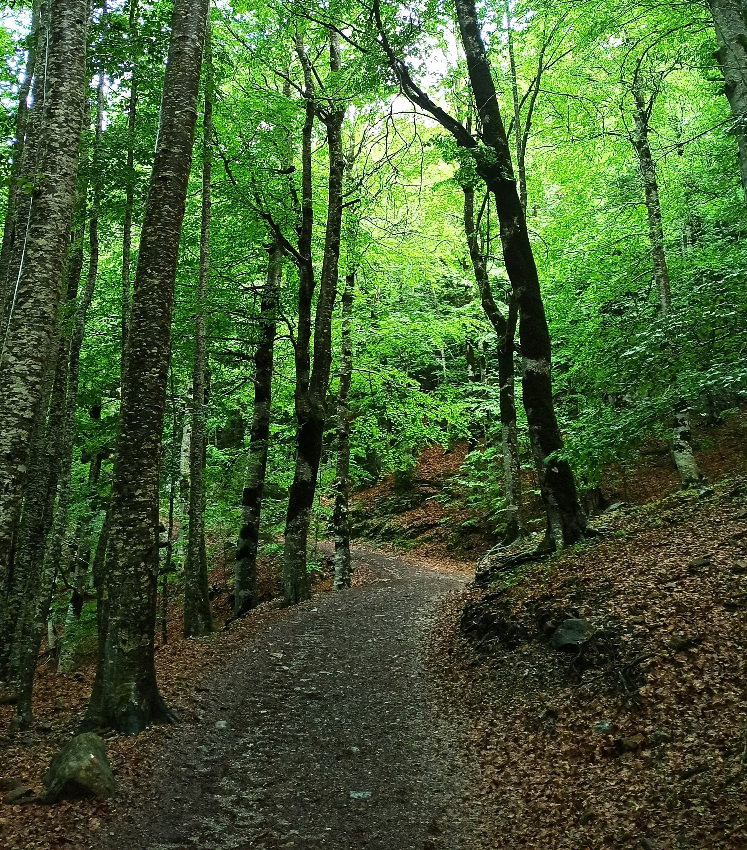 Sustainability Image